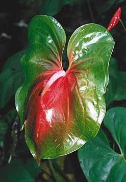 Flower Seeds, Seeds,Seeds For Planting,Plant Seeds