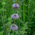 Purple Pennyroyal Flower Seeds for Planting – Heirloom, Non-GMO, High Germination Organic Garden Seeds
