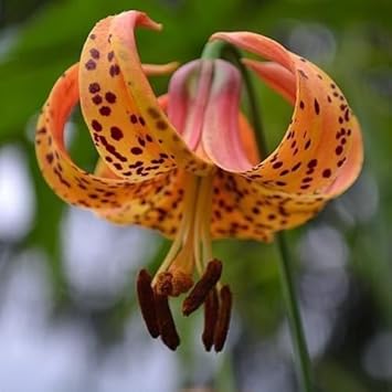 Flower Seeds, Seeds,Seeds For Planting,Plant Seeds