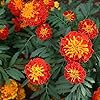 French Marigold Flower Seeds for Planting – Heirloom, Non-GMO, High Germination Hardy Variety