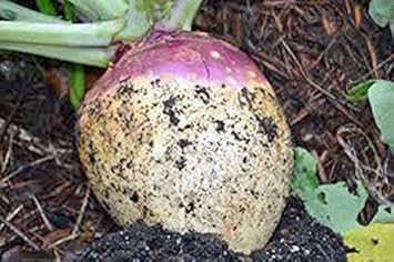 Vegetable Seeds,Garden seeds, Seeds For Planting,Plant Seeds