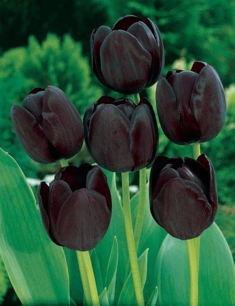 Tulip Black Flower Seeds for Planting – Vibrant Colors, Heirloom & Non-GMO