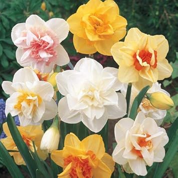 Flower Seeds, Seeds,Seeds For Planting,Plant Seeds