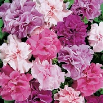 Flower Seeds, Seeds,Seeds For Planting,Plant Seeds