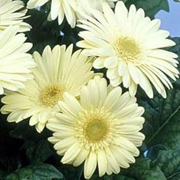 Flower Seeds, Seeds,Seeds For Planting,Plant Seeds