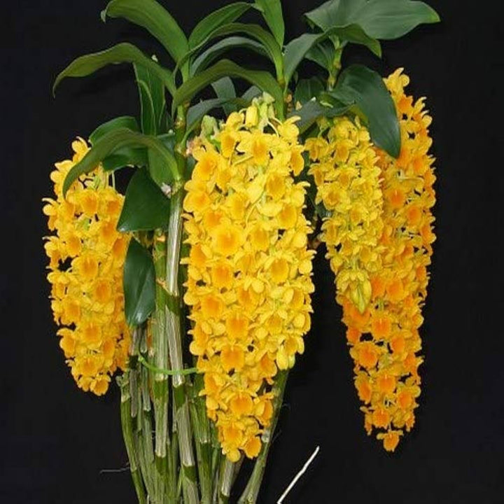 Yellow Densiflorum Flower Seeds for Planting – Heirloom Non-GMO, High Germination Organic Garden Seeds