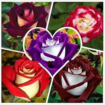 Flower Seeds, Seeds,Seeds For Planting,Plant Seeds