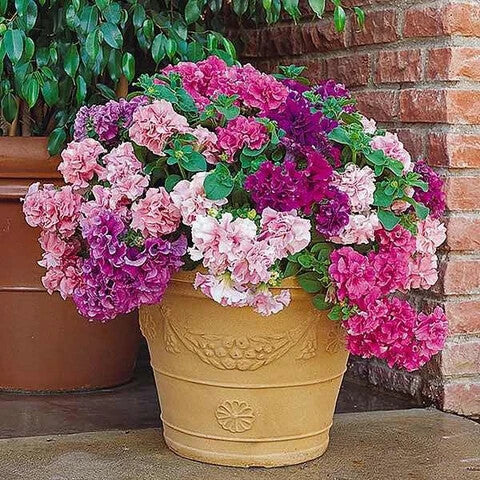 Double Petunia Flower Seeds for Planting – Heirloom Non-GMO, High Germination Organic Garden Seeds