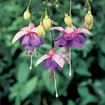 Flower Seeds, Seeds,Seeds For Planting,Plant Seeds