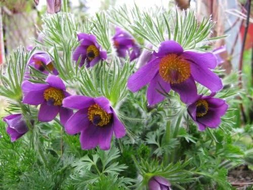 Purple Pasque Flower Seeds for Planting – Heirloom, Non-GMO, High Germination Organic Garden Seeds