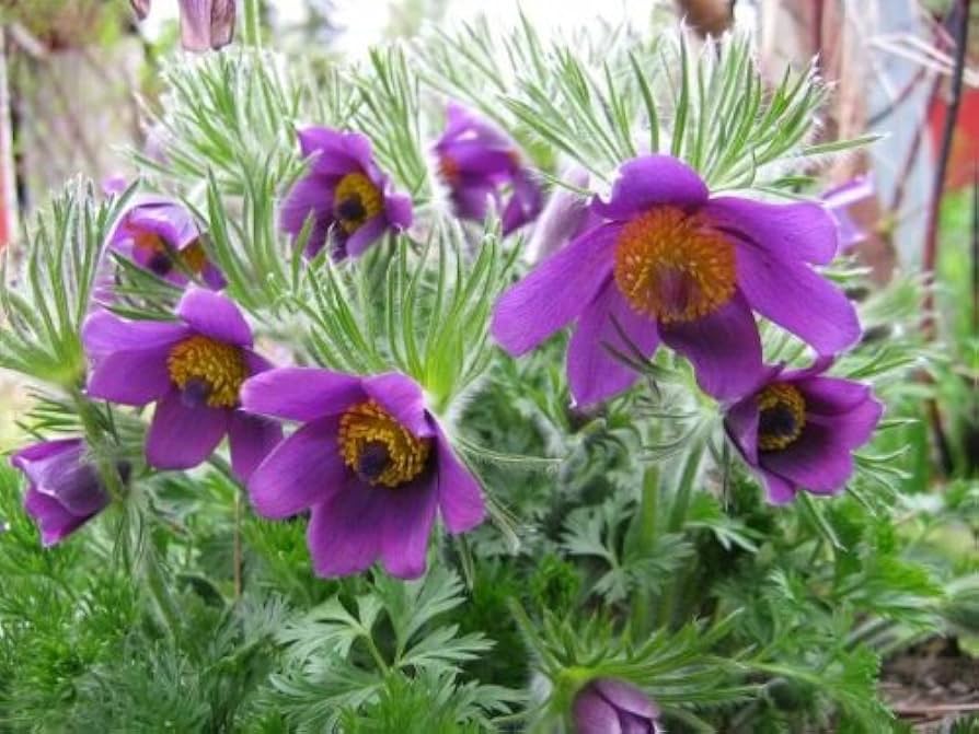Violet Anemone Pulsatilla Flower Seeds for Planting | Heirloom Non-GMO Seeds for Home Garden