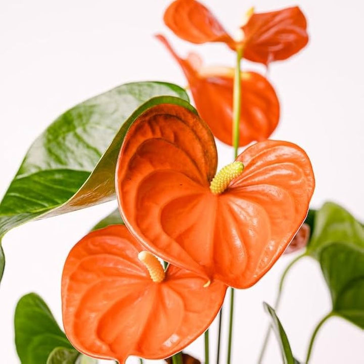 Orange Anthurium for Planting – Heirloom, Non-GMO Seeds for Home Garden, High Germination, Organic