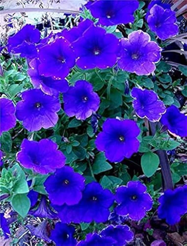 Blue Nasturtium Flower Seeds for Planting – Wildflower Mix, Heirloom, Non-GMO, High Germination Seeds