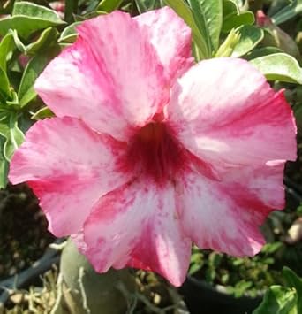 Flower Seeds, Seeds,Seeds For Planting,Plant Seeds