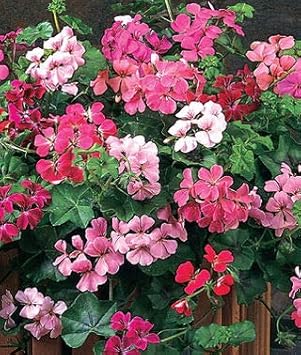 Flower Seeds, Seeds,Seeds For Planting,Plant Seeds