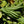 Vegetable Seeds,Garden seeds, Seeds For Planting,Plant Seeds
