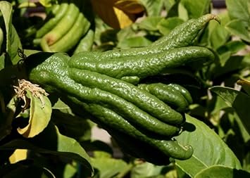 Vegetable Seeds,Garden seeds, Seeds For Planting,Plant Seeds