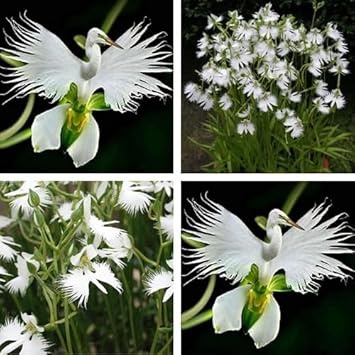 Flower Seeds, Seeds,Seeds For Planting,Plant Seeds
