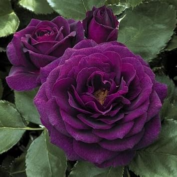 Flower Seeds, Seeds,Seeds For Planting,Plant Seeds
