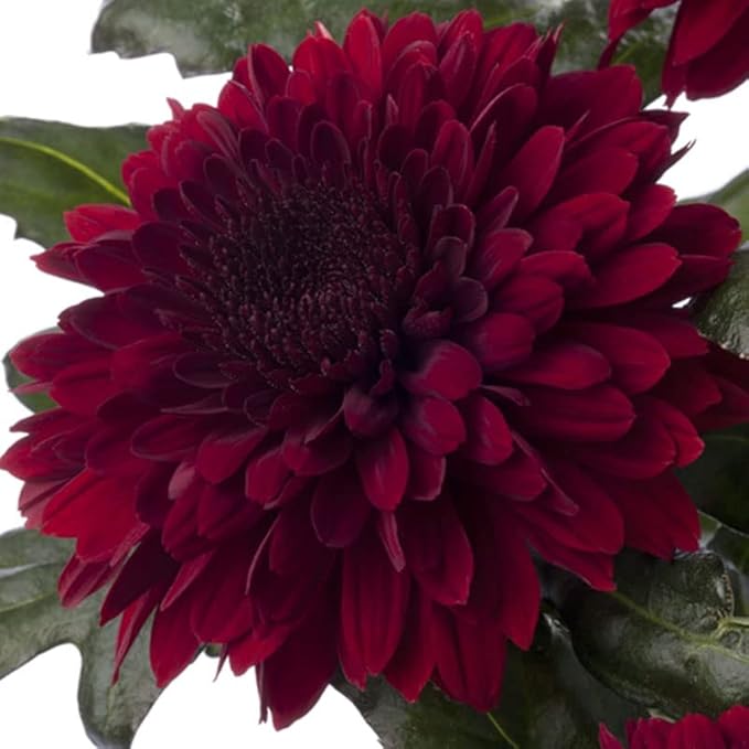 Maroon Red Chrysanthemum Flower Seeds for Planting – Heirloom, Non-GMO, High Germination Organic Garden Seeds