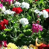 Flower Seeds, Seeds,Seeds For Planting,Plant Seeds