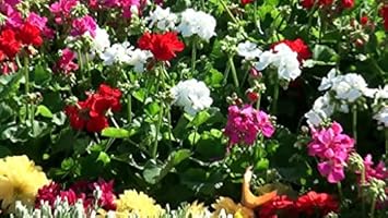 Flower Seeds, Seeds,Seeds For Planting,Plant Seeds