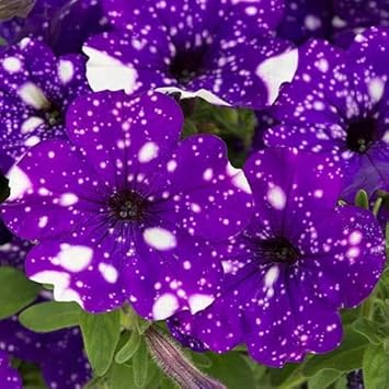 Flower Seeds, Seeds,Seeds For Planting,Plant Seeds