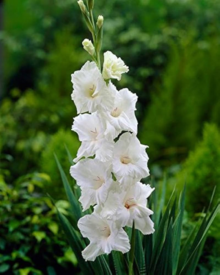White Gladiolus Flower Seeds for Planting – Heirloom, Non-GMO, High Germination Garden Seeds