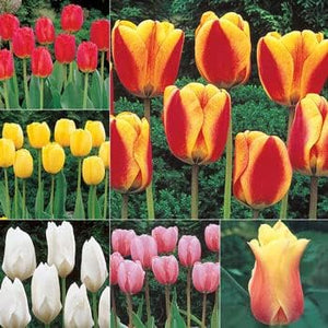 Flower Seeds, Seeds,Seeds For Planting,Plant Seeds