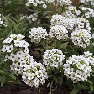 Flower Seeds, Seeds,Seeds For Planting,Plant Seeds