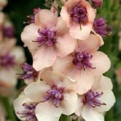 Flower Seeds, Seeds,Seeds For Planting,Plant Seeds