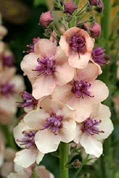 Flower Seeds, Seeds,Seeds For Planting,Plant Seeds