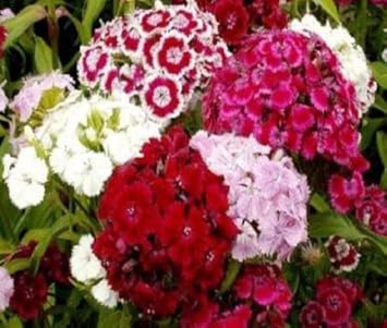 Flower Seeds, Seeds,Seeds For Planting,Plant Seeds