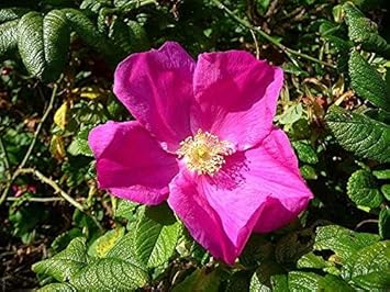 Flower Seeds, Seeds,Seeds For Planting,Plant Seeds