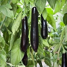 Fruit Seeds,Garden seeds, Seeds For Planting,Plant Seeds