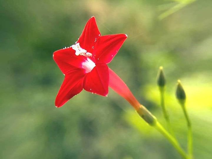 Red Lanceolata Flower Seeds for Planting – Heirloom Non-GMO, High Germination Organic Garden Seeds