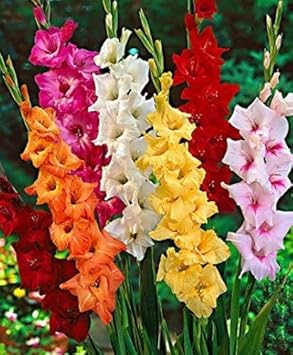 Flower Seeds, Seeds,Seeds For Planting,Plant Seeds