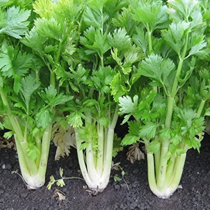 Celery Smallage Seeds for Planting – Heirloom Non-GMO Aromatic Leafy Vegetable Seeds with High Germination