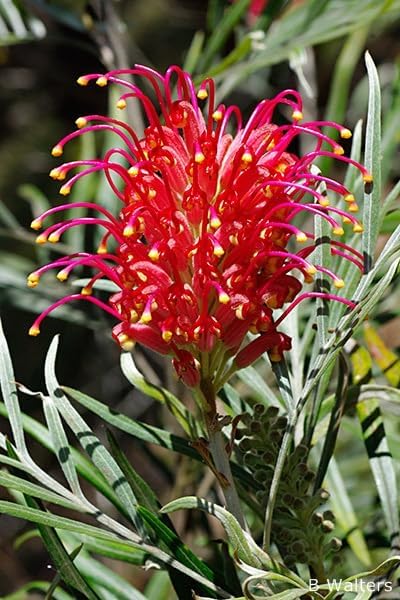Pink Yellow Grevillea Robusta Flower Seeds – Premium, Heirloom, Non-GMO, High Germination Organic Garden Seeds for Planting