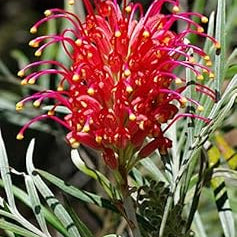 Flower Seeds, Seeds,Seeds For Planting,Plant Seeds