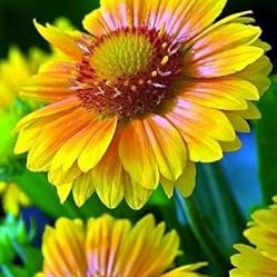 Flower Seeds, Seeds,Seeds For Planting,Plant Seeds