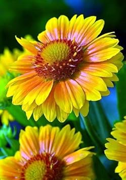 Flower Seeds, Seeds,Seeds For Planting,Plant Seeds