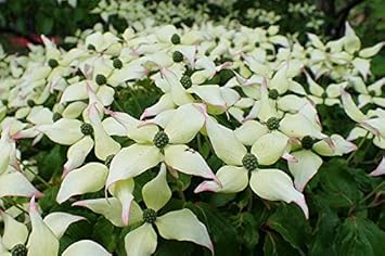 Flower Seeds, Seeds,Seeds For Planting,Plant Seeds