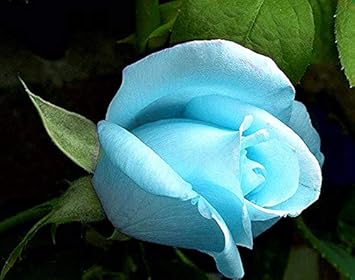 Flower Seeds, Seeds,Seeds For Planting,Plant Seeds