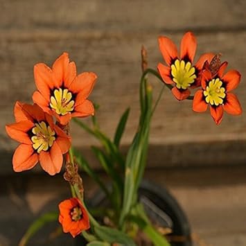 Flower Seeds, Seeds,Seeds For Planting,Plant Seeds