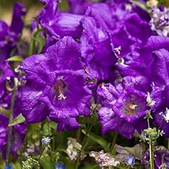 Flower Seeds, Seeds,Seeds For Planting,Plant Seeds
