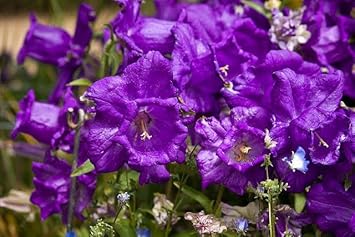 Flower Seeds, Seeds,Seeds For Planting,Plant Seeds