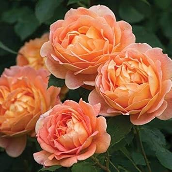 Flower Seeds, Seeds,Seeds For Planting,Plant Seeds