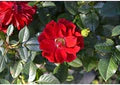 Red Rugosa Rose Flower Seeds for Planting | Heirloom Non-GMO Organic Garden Seeds