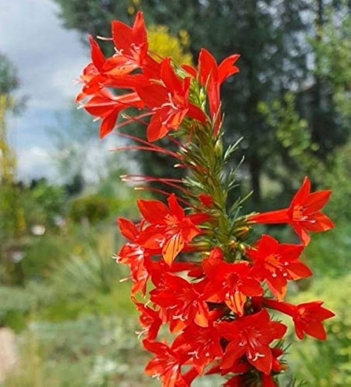 Flower Seeds, Seeds,Seeds For Planting,Plant Seeds